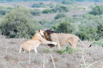 Obraz na płótnie Canvas Male and female lions interacting