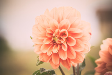 Fototapeta premium Orange Dahlia detail