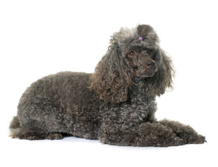 poodle in studio