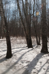 Forest in early spring