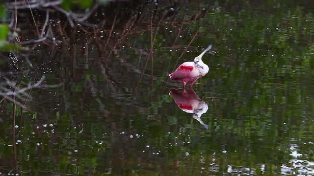 Roseate Spoonbill, Platalea ajaja, fishing in mangrove wetlands