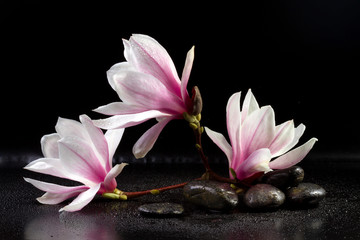 Obraz premium Kwiaty magnolii i kamienie zen na czarnym tle