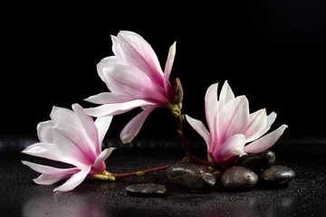 Fototapeten Magnolia Blumen und Zen-Steine auf dem schwarzen Hintergrund © g215