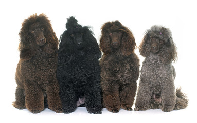 poodles in studio