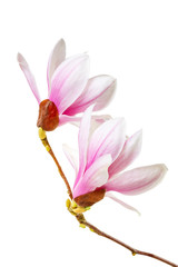 Fototapeta premium Two magnolia flower on a white background