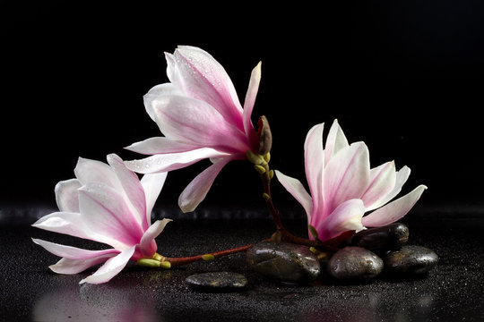Fototapeta Magnolia Flowers and zen stones on the black background