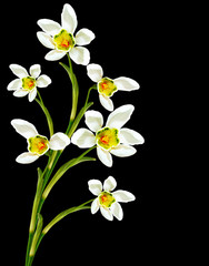 spring flowers snowdrops isolated on black background