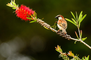 Bird on tree