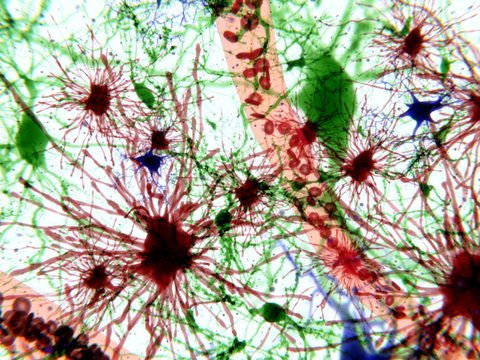 Gehirnzellen und Blutgefäss.
Grün: Neuronen, rot: Astrozyten, blau: Gliazelleln