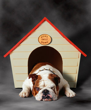 Bulldog sulking in kennel