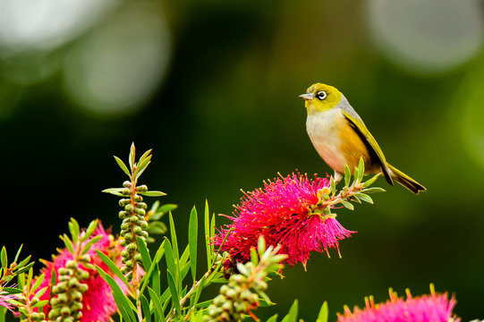 cute yellow bird stand on red flower