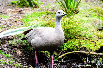 Fat While Bird walking on grass