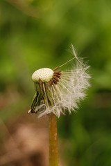 soffione di tarassaco (Taraxacum officinale) - semi alati