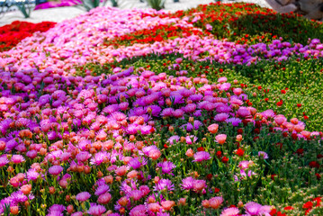 Parterre de plantes et de fleurs.