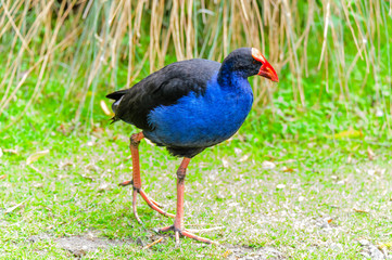 Blue fat bird walking on grass