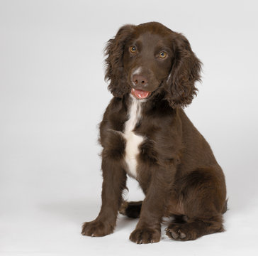 Spaniel Puppy