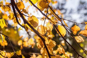 autumn leaves on the branches against the sky with the sun flare
