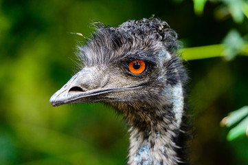 Frontal view of head of emu