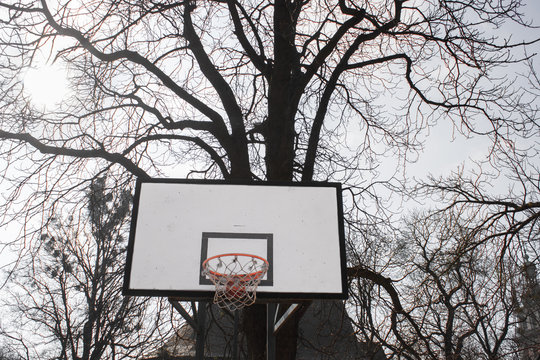 basketball against trees