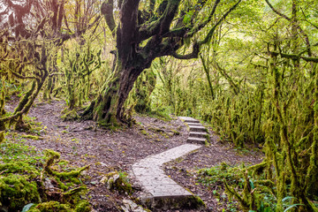 trail in a dense forest, the boxwood tree grove, the national Pa