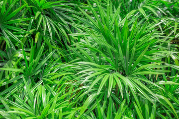 papyrus green leaf