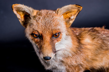 Le Renard roux empaillé 