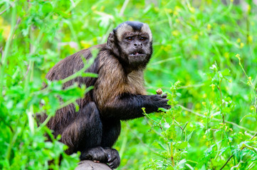 The smarttest monkey in New Zealand Wild life park
