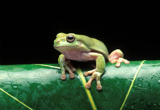 Tree frog on leaf