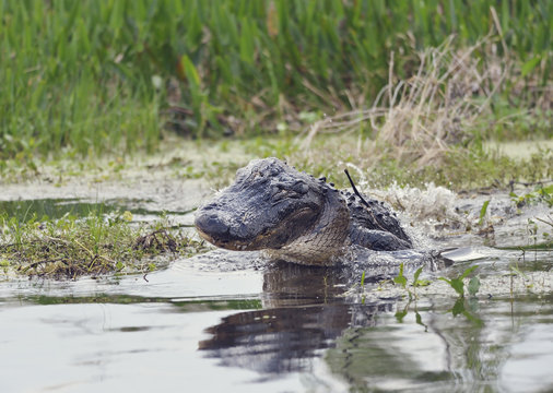 Wild Florida Alligator