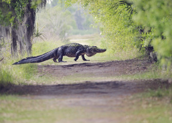 Alligator Crossing Trail