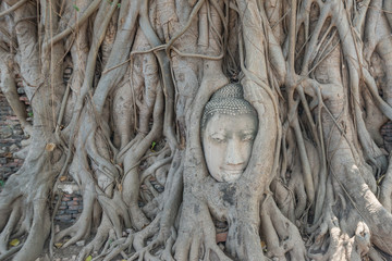 Kopf einer Buddha-Statue im Baum in Wat Mahathat Ayutthaya, Thailand