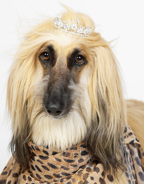 Afghan Hound wearing diamond tiara