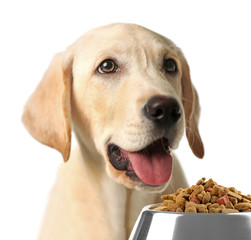 Hungry dog with bowl of tasty food, isolated on white
