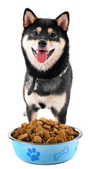 Hungry dog with bowl of tasty food, isolated on white