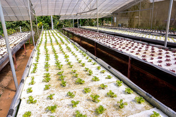 Young red oak, green oak, frillice iceberg , cultivation hydropo