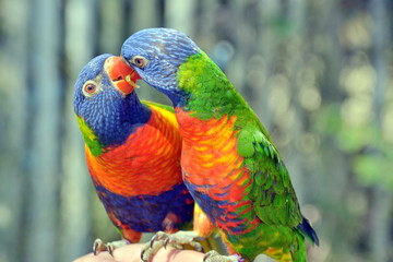 una coppia di coloratissimi pappagalli che si scambiano effusioni appollaiati su una mano