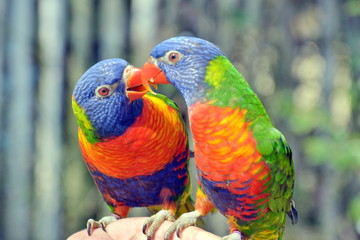 una coppia di coloratissimi pappagalli che si scambiano effusioni appollaiati su una mano