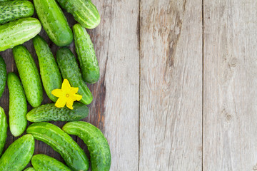 Ripe cucumbers