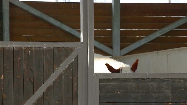 One spotted horse peeping from behind a fence
