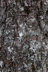 backgrounds and texture concept - wooden floor or wall