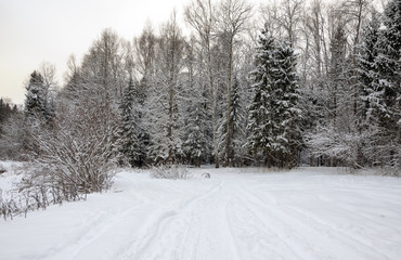 Winter scene