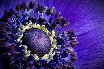 Focus stacking is showing the tiny details of an anemone.