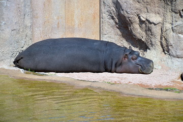 grosso ippopotamo mentre dorme al sole vicino ad una sorgente di acqua