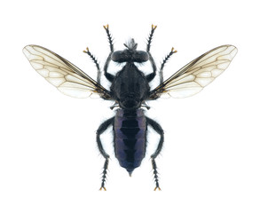 Fly Andrenosoma atrum