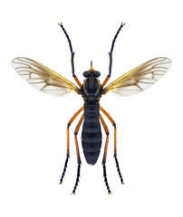 Fototapeta premium Fly Molobratia teutonus (male)