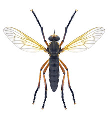 Fly Molobratia teutonus (female)