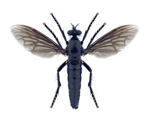 Fly Dasypogon diadema (female)