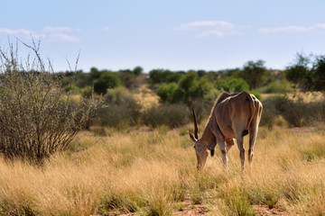 Great kudu male antelope