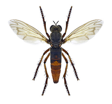 Fly Dasypogon diadema (male)