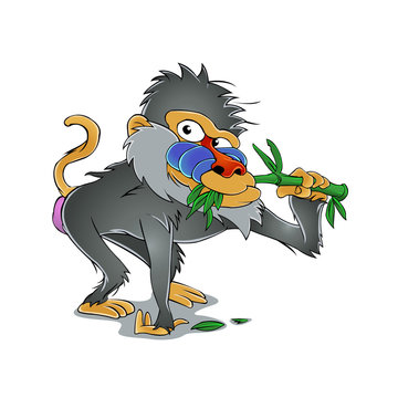 Baboon eating bamboo    